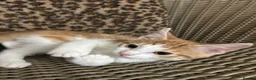 Mixed Breed cats for sale: Gorgeous Fluffy Kittens. Beautiful Little Souls🤍 - Advert 23