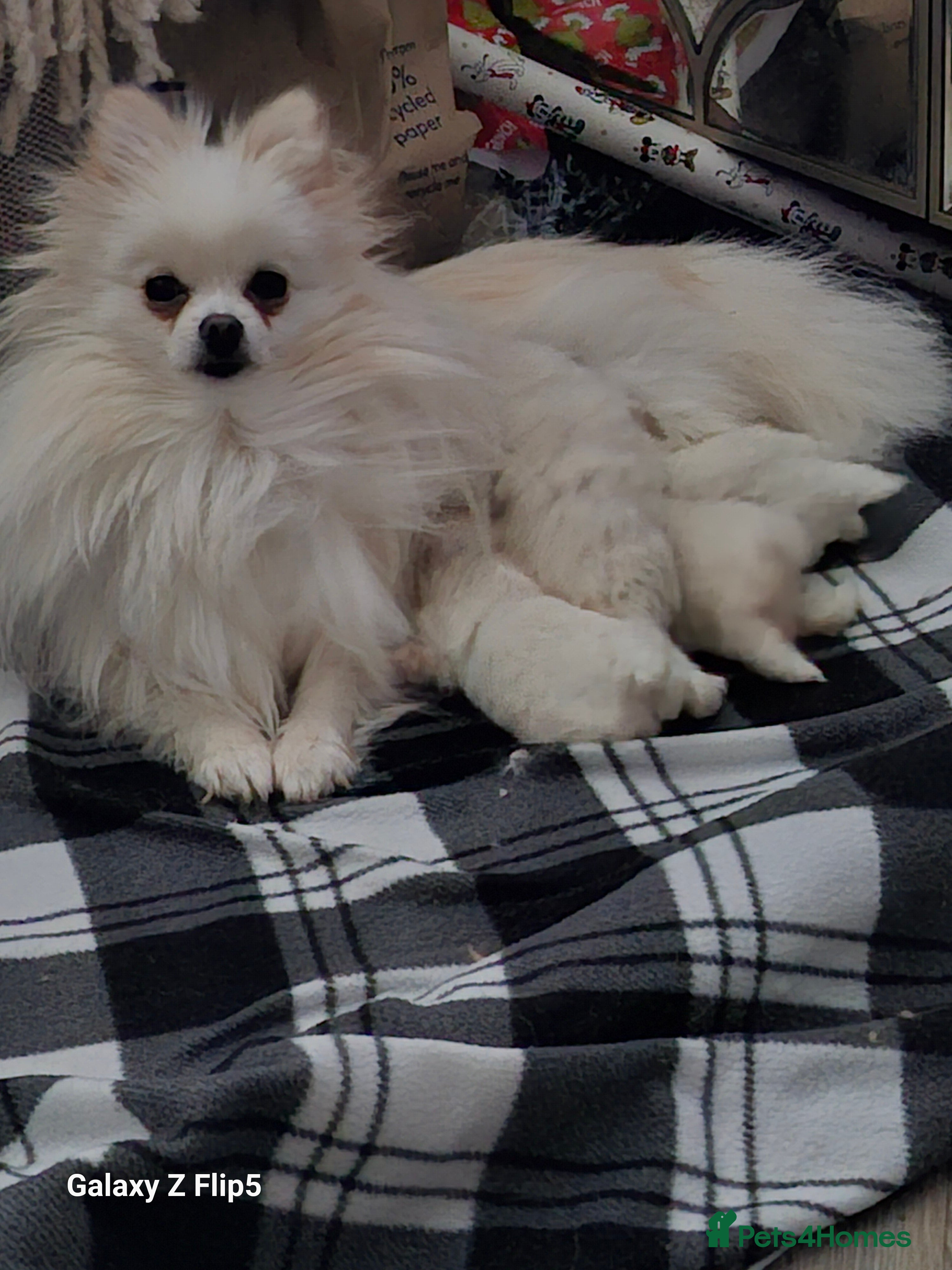 Pomeranian dogs 2 white boys - Advert 1