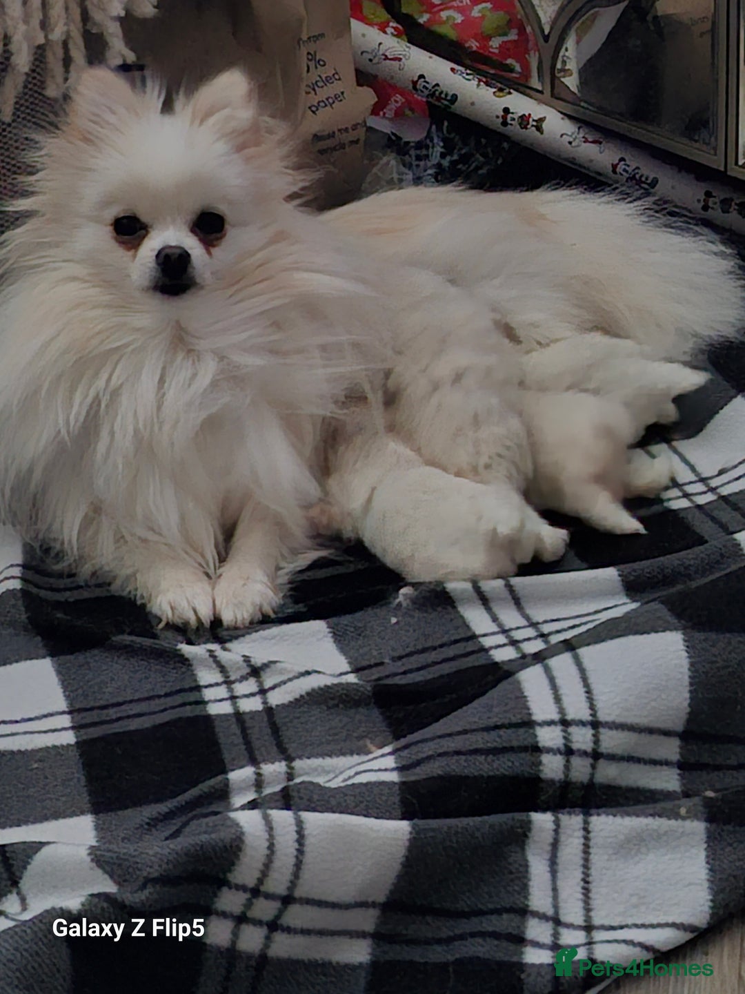 Pomeranian dogs for sale: 2 white boys - Advert 1