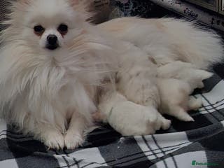 Pomeranian dogs 2 white boys - Advert 1