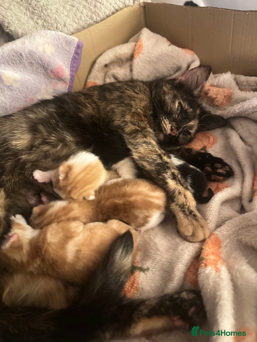 Mixed Breed cats for sale: 6 mixed breed ( shorthair and longhair) kittens - Advert 2