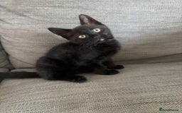 Mixed Breed cats for sale: Beautiful Kittens For Sale - Image 4