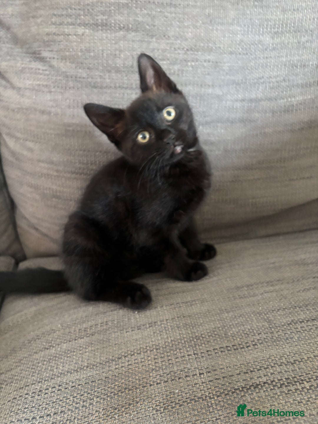 Mixed Breed cats for sale: Beautiful Kittens For Sale - Image 4