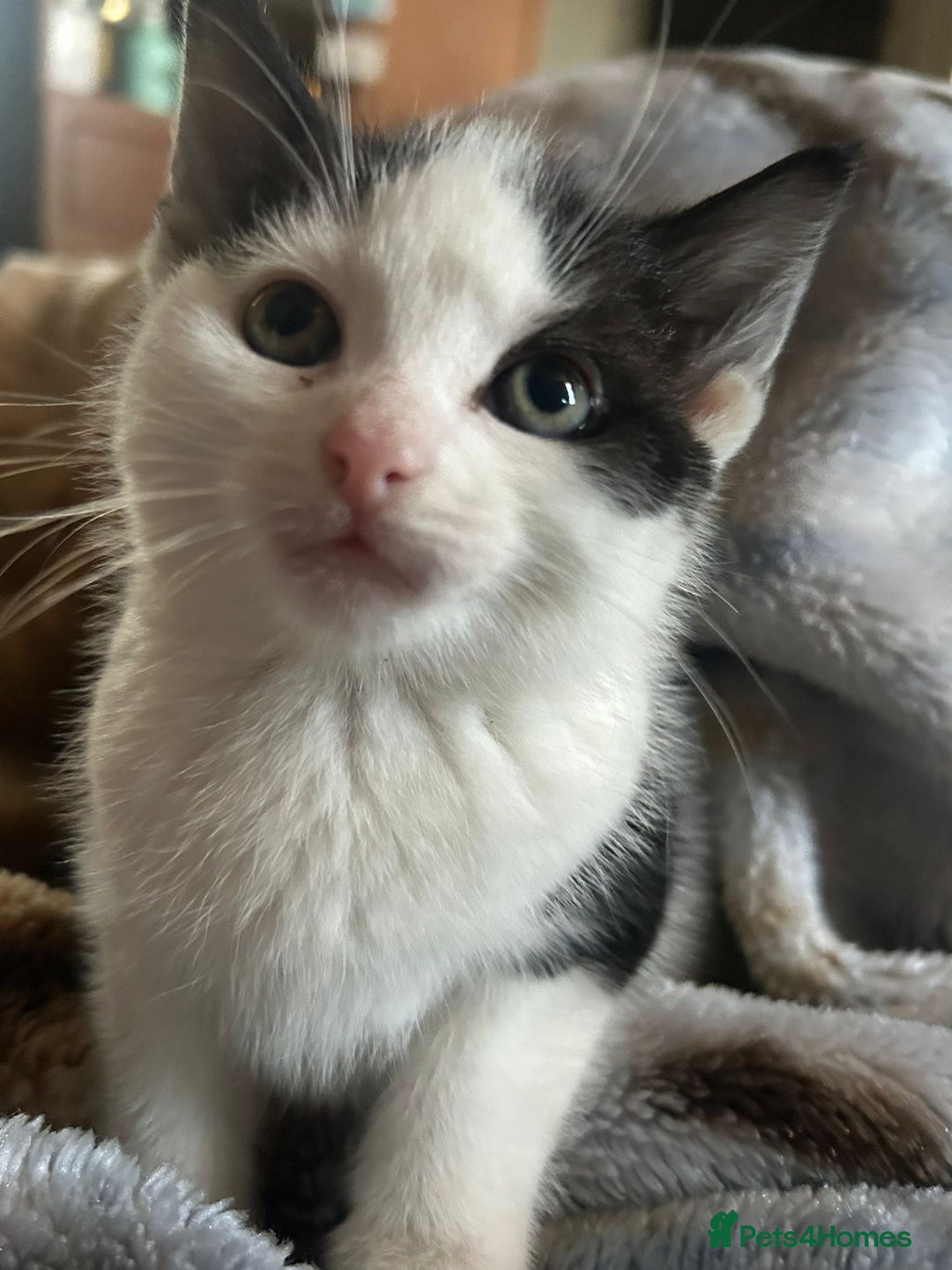 Mixed Breed cats for sale: Kittens for sale - Advert 4