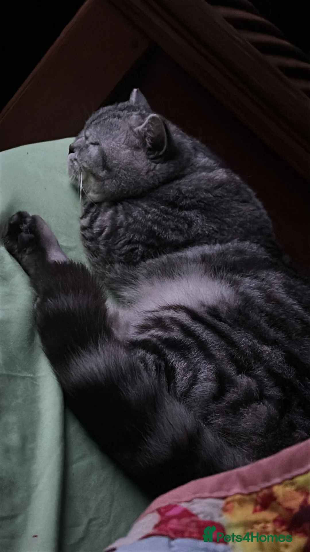British Shorthair cats for sale: Gorgeous silver tabby British shorthair male  - Advert 16