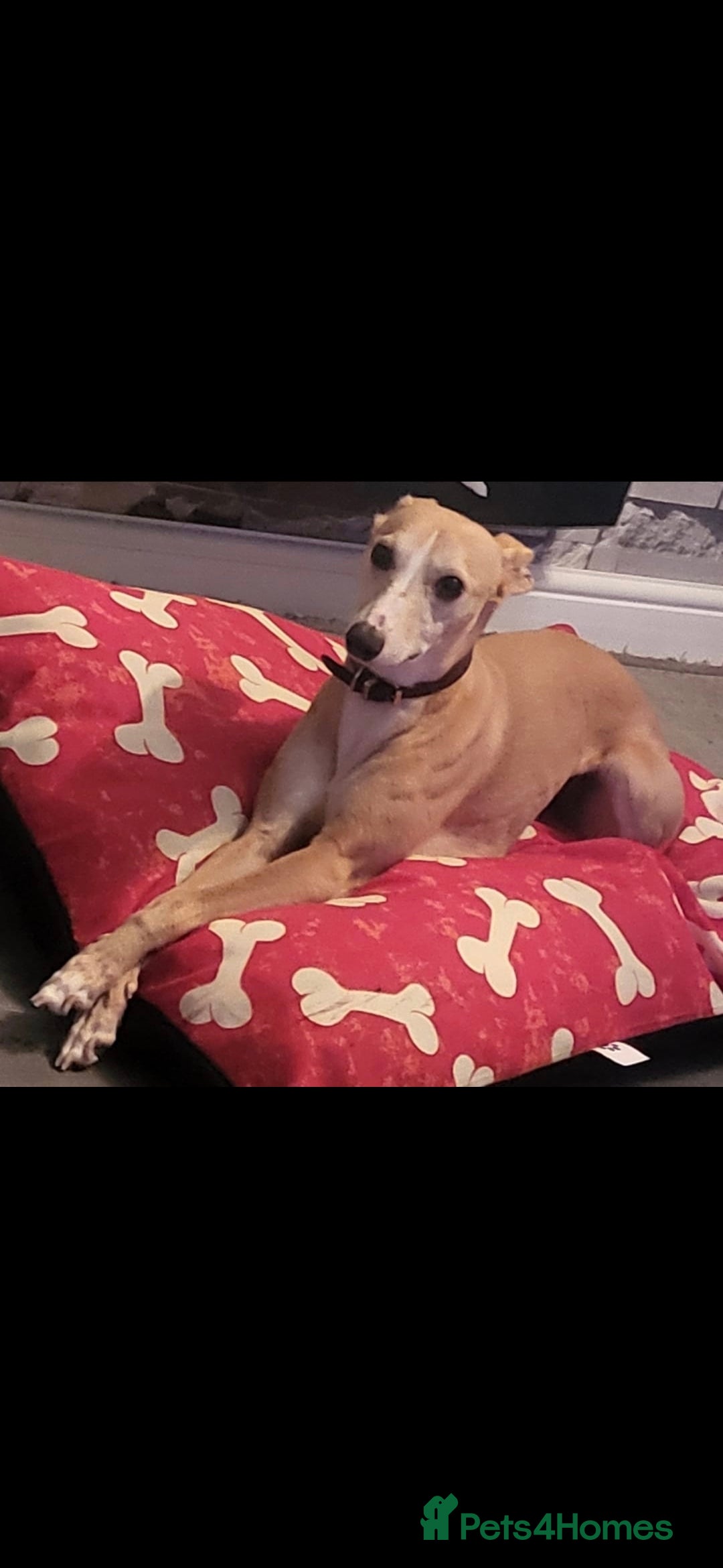 Whippet dogs for sale: Whippet pup - Advert 3