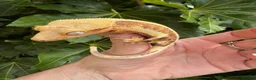 Gecko reptiles for sale: Lily white crested geckos - Advert 2