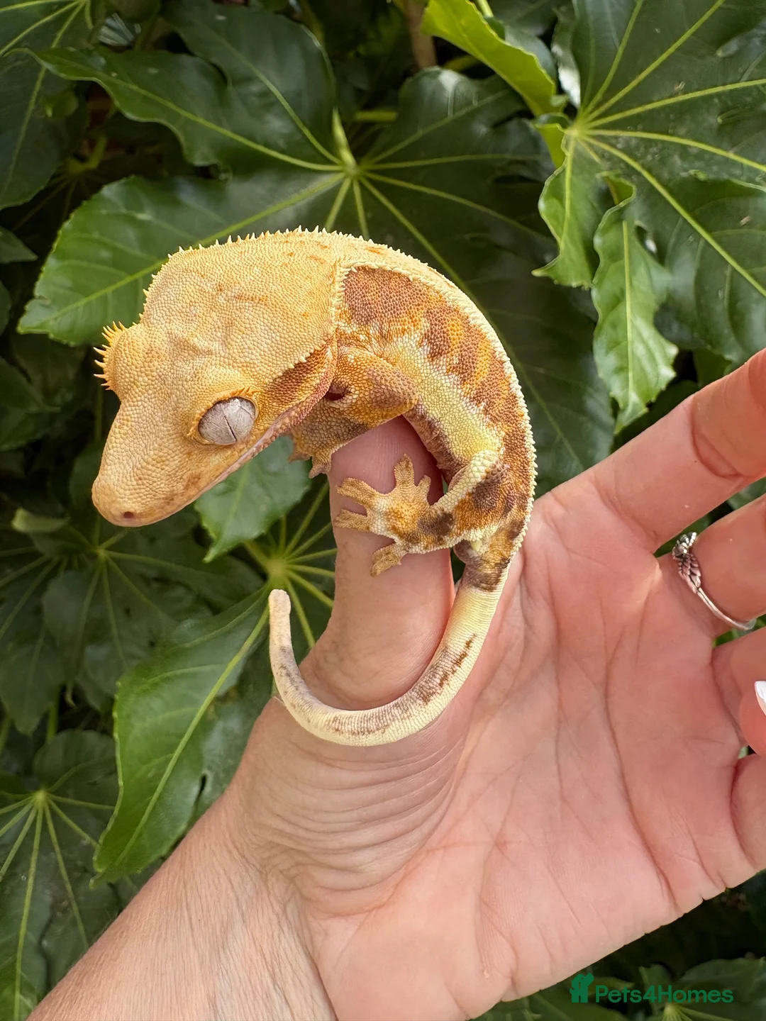 Gecko reptiles for sale: Lily white crested geckos - Advert 2