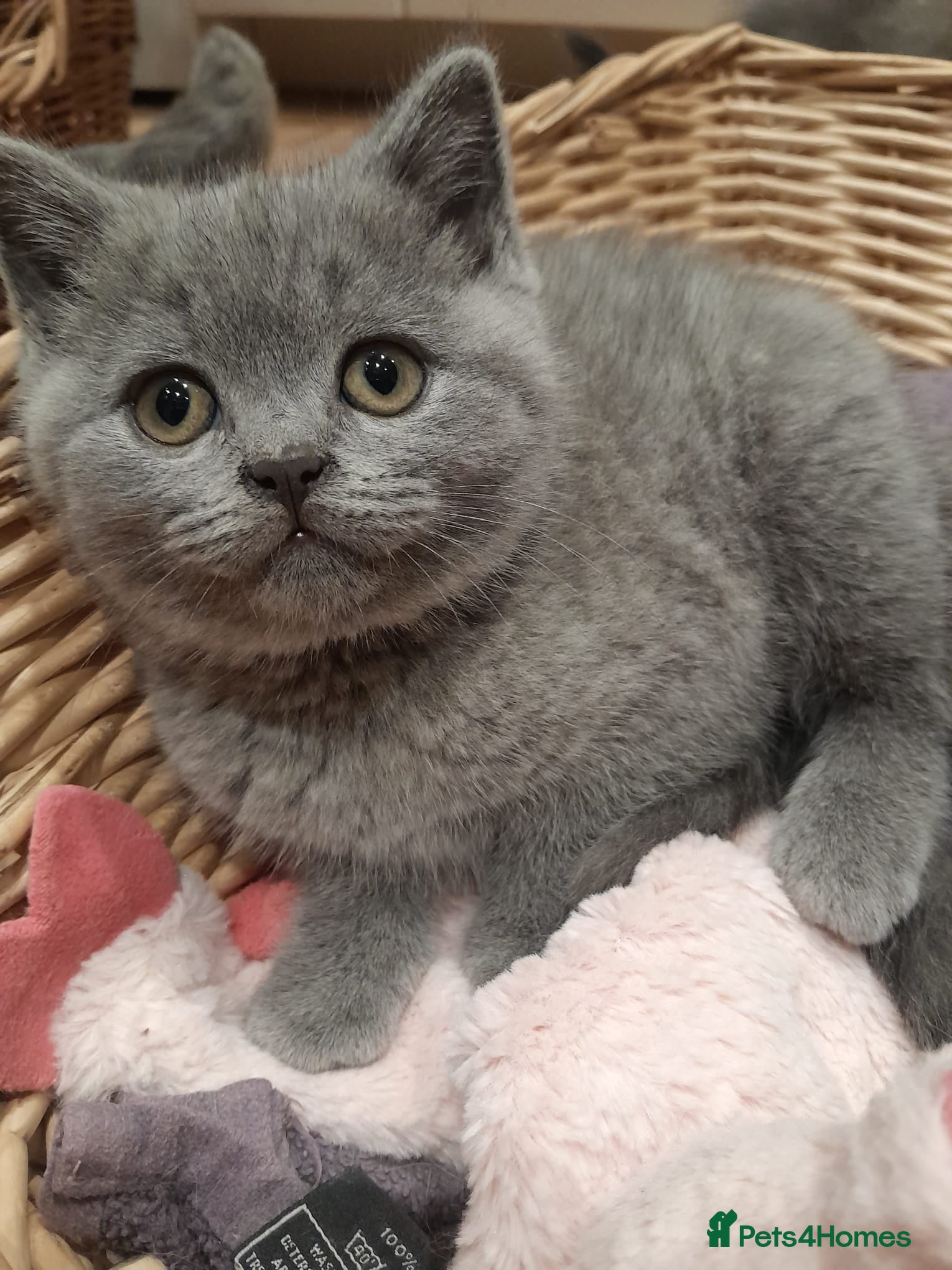 British Shorthair cats Blue British shorthairs kittens with GCCFpedigree - Advert 3