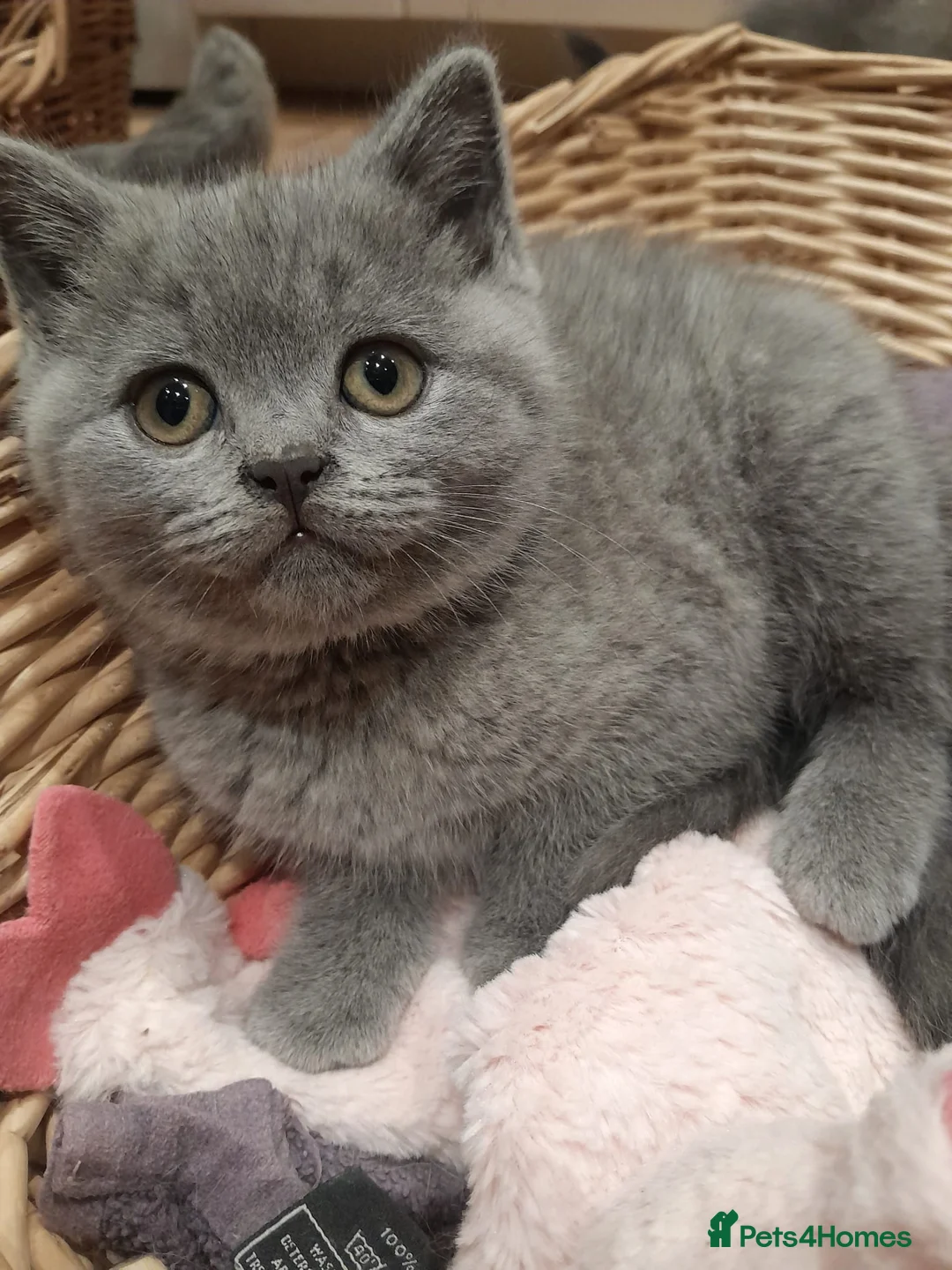 British Shorthair cats for sale: Blue British shorthairs kittens with GCCFpedigree - Advert 1