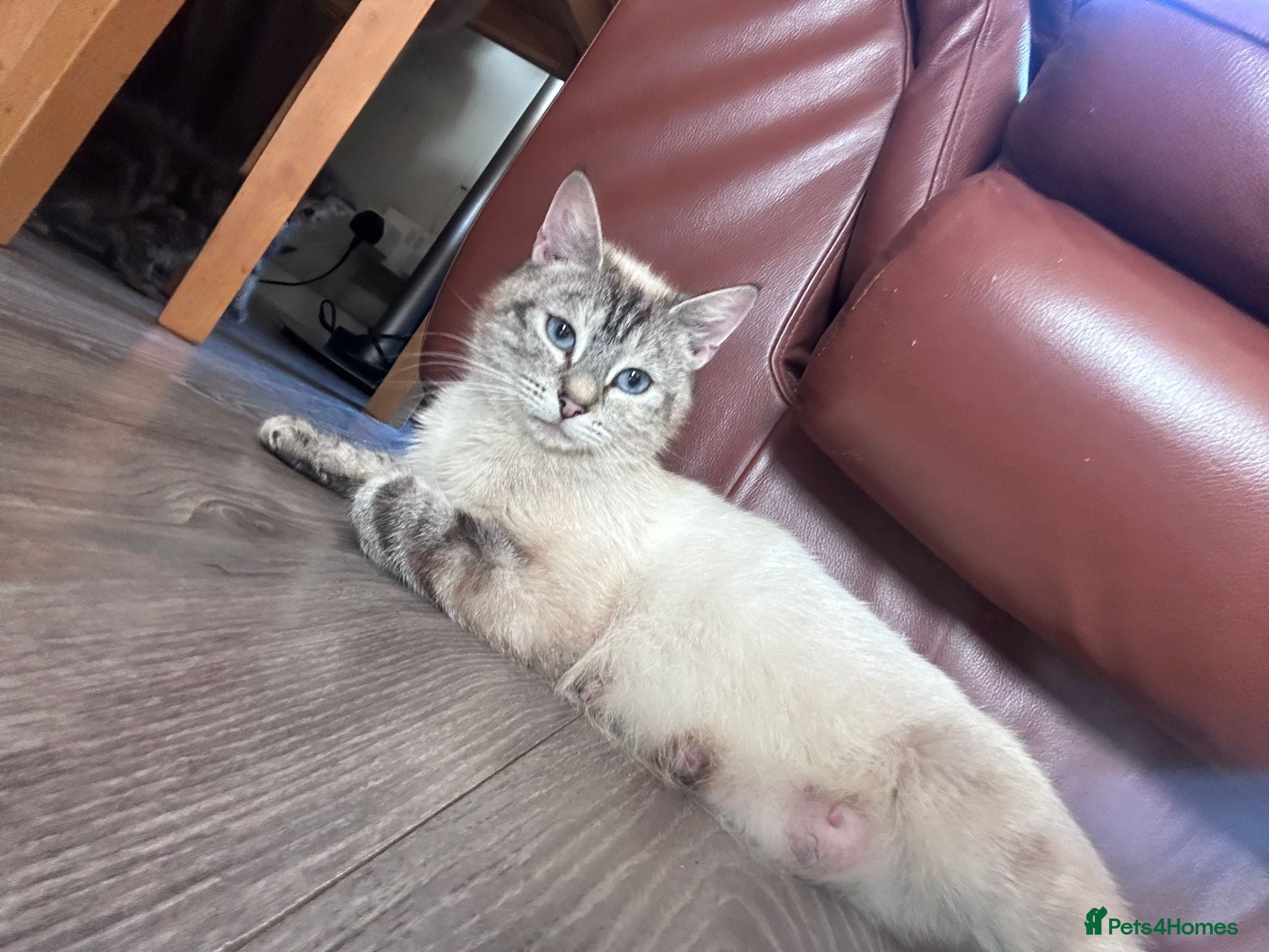Mixed Breed cats 6 kittens for sale  - Advert 2