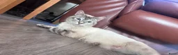Mixed Breed cats for sale: 6 kittens for sale  in Bridgwater - Advert 1