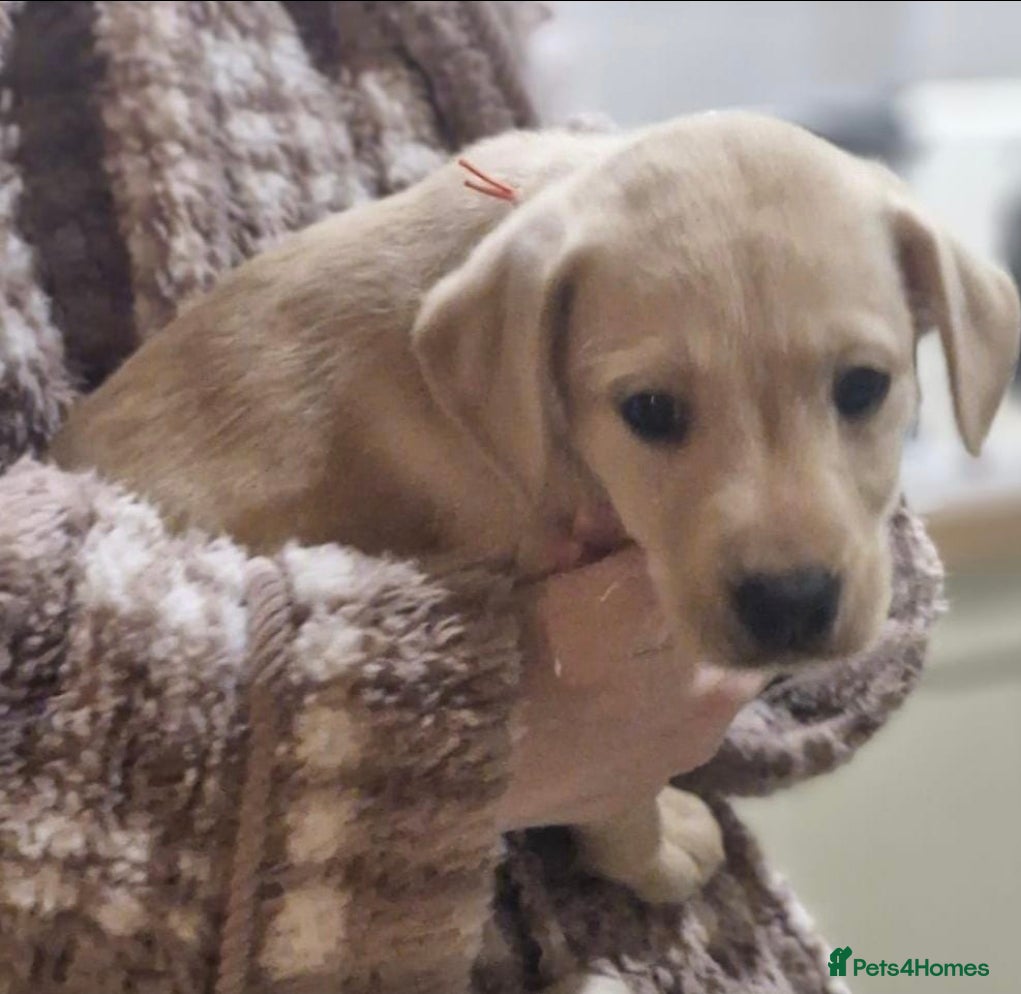 Labrador Retriever dogs KC Reg Yellow Lab Puppy - Advert 15