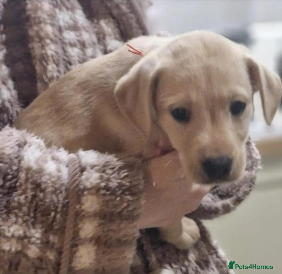 Labrador Retriever dogs for sale: KC Reg Yellow Lab Puppy - Advert 1