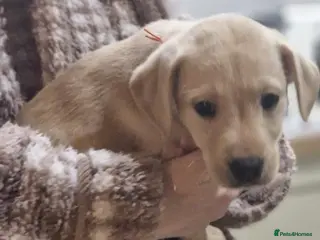 Labrador Retriever dogs KC Reg Yellow Lab Puppy - Advert 15