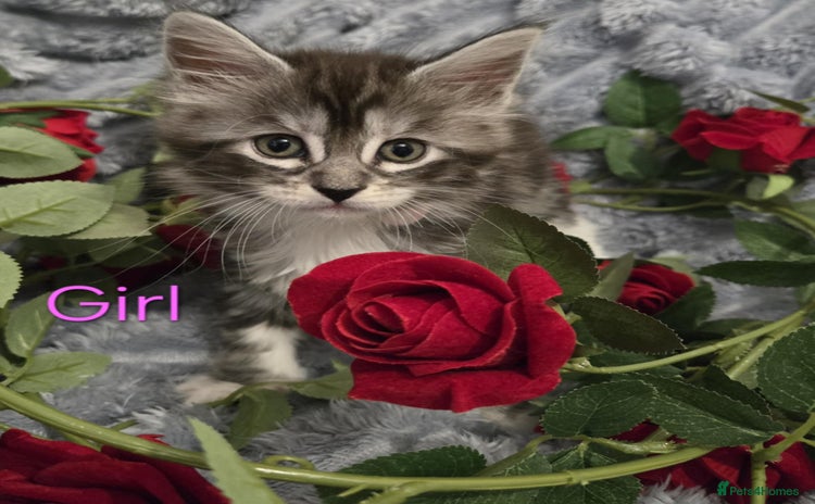 Maine Coon cats - Advert 2