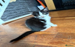 Domestic Shorthair cats for sale: Kittens looking for their forever home - Image 2