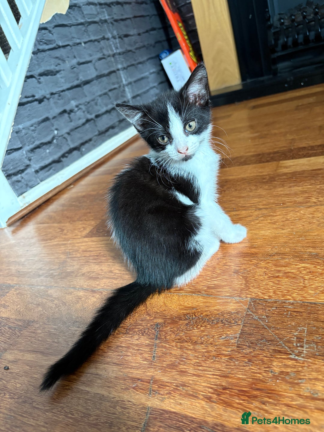 Domestic Shorthair cats for sale: Kittens looking for their forever home - Image 2