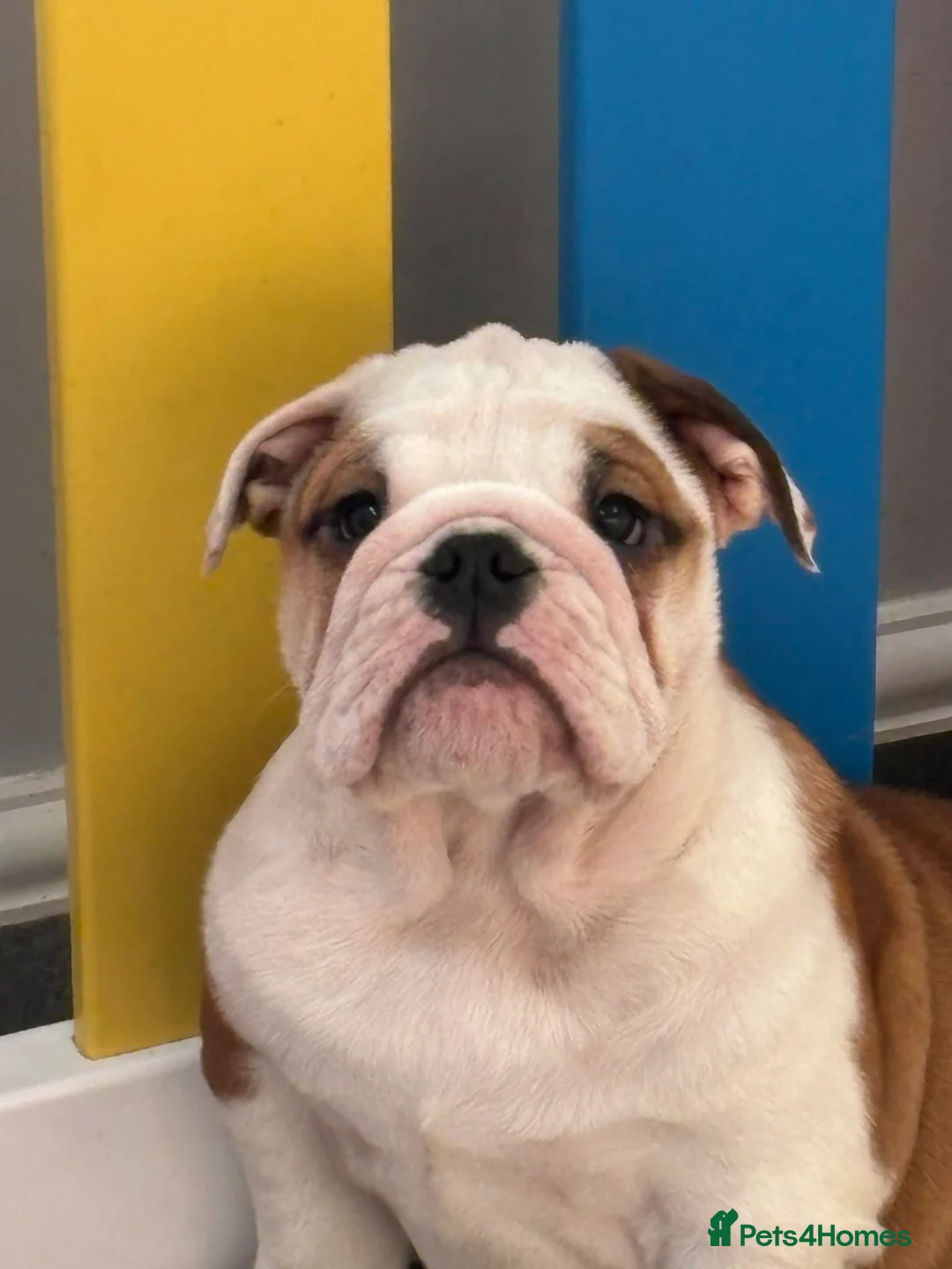 English Bulldog dogs for sale: Beautiful puppy boy available  - Advert 2