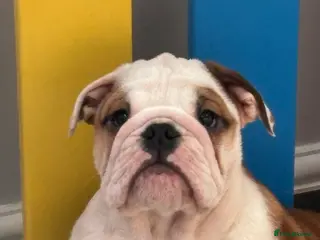 English Bulldog dogs Beautiful puppy boy available - Advert 2