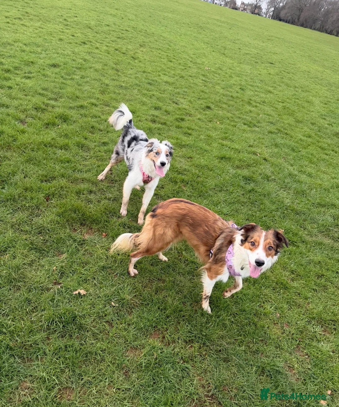 Border Collie dogs for sale: Maya blue/brown merle collie with bi-eyes - Advert 1