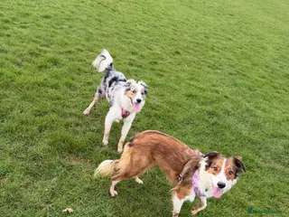 Border Collie dogs Maya blue/brown merle collie with bi-eyes - Advert 7