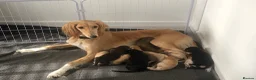 Saluki dogs for sale: Beautiful Saluki puppies Now Available - Advert 13
