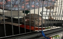 Rat rodents for sale: 2 male rats + cage and accessories  - Image 13