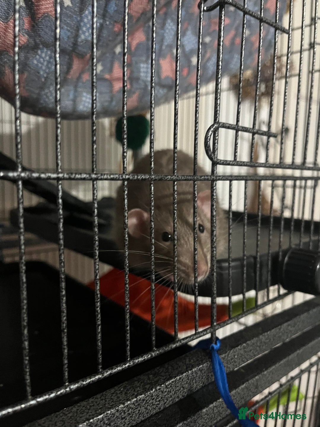 Rat rodents for sale: 2 male rats + cage and accessories  - Image 13