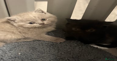 British Shorthair cats - Advert 1