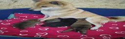 Japanese Shiba Inu dogs for sale: Japan Shiba inu  - Advert 1