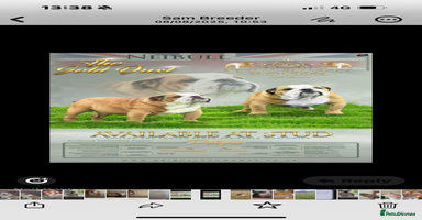 English Bulldog dogs - Advert 15