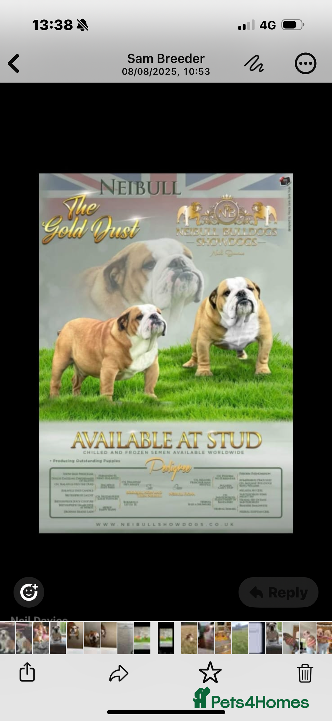 English Bulldog dogs for sale: English bulldog pups available 1/12/25 - Image 3