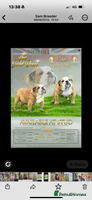 English Bulldog dogs - Advert 15