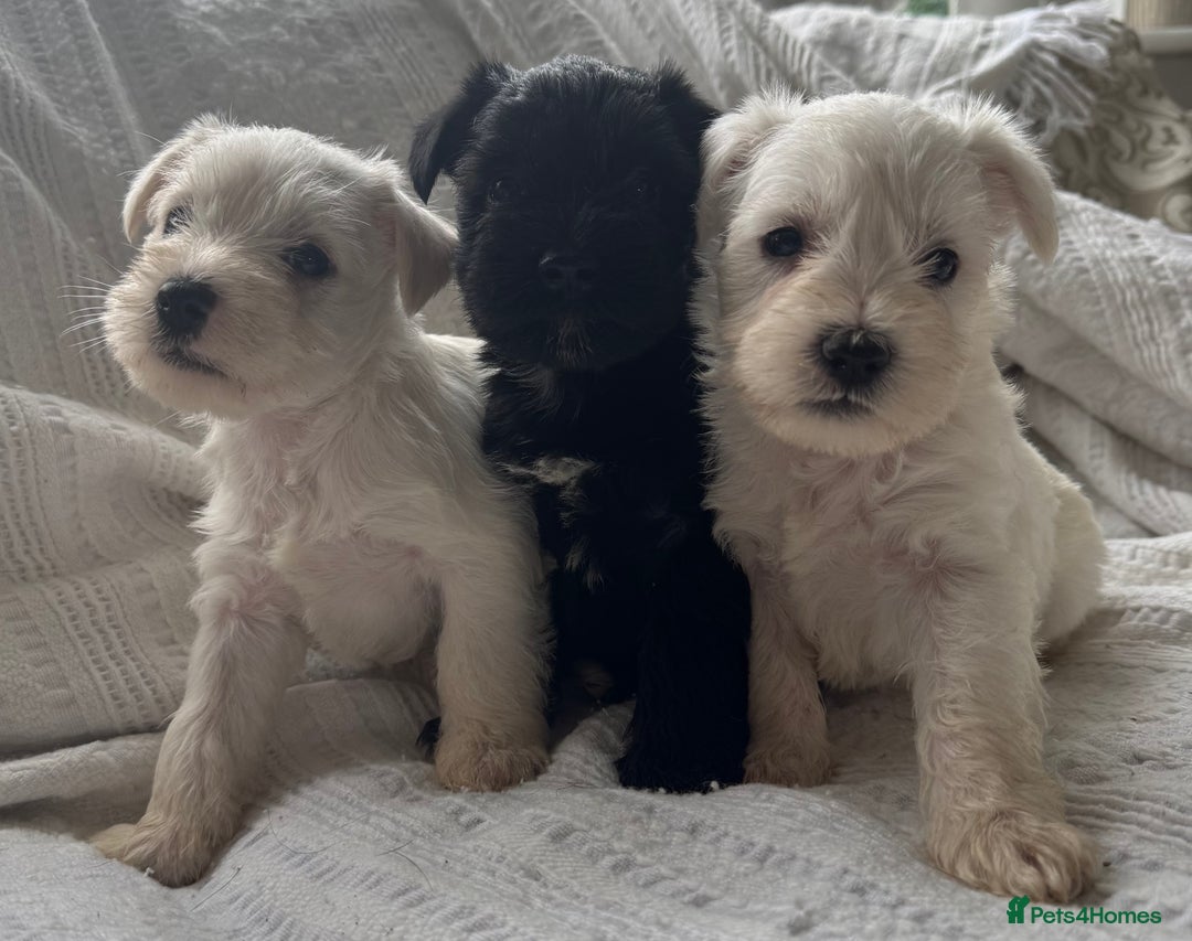 Miniature Schnauzer dogs for sale: Absolutely Stunning Healthy Mini Schnauzers  - Image 14