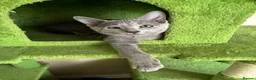 Russian Blue cats for sale: TICA 5* Pedigree Russian blue kittens - Advert 9