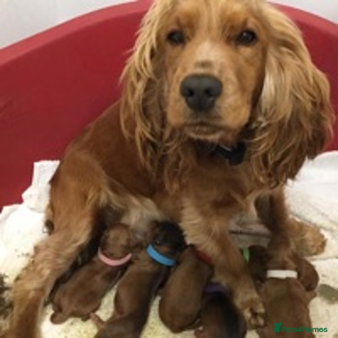 Cockapoo dogs for stud: miniature poodle for stud in Alford - Advert 10