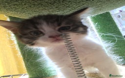 Mixed Breed cats for sale: Half British blue kittens  - Image 4