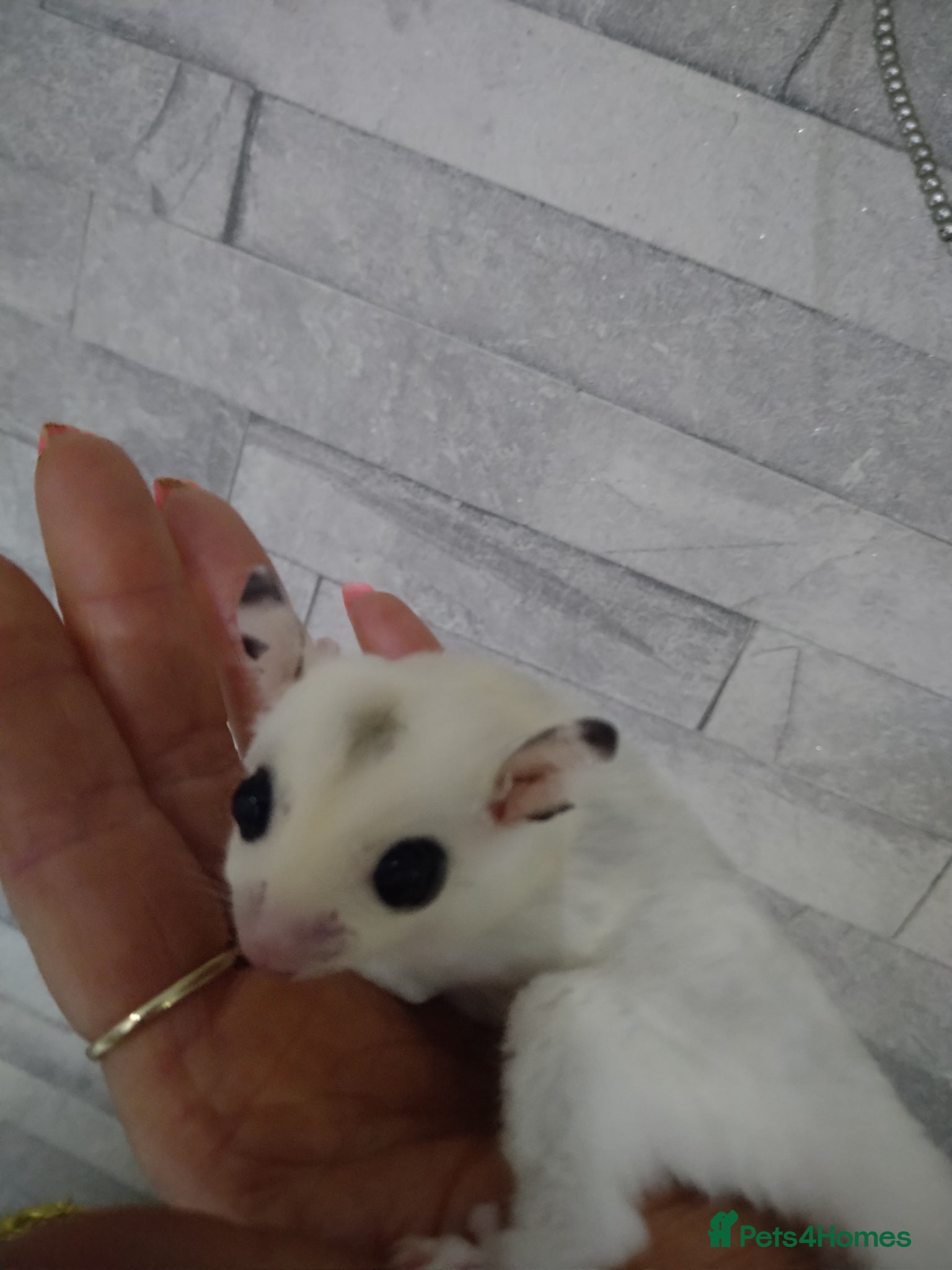 Sugar Glider rodents Stunning sugar glider joeys - Advert 4