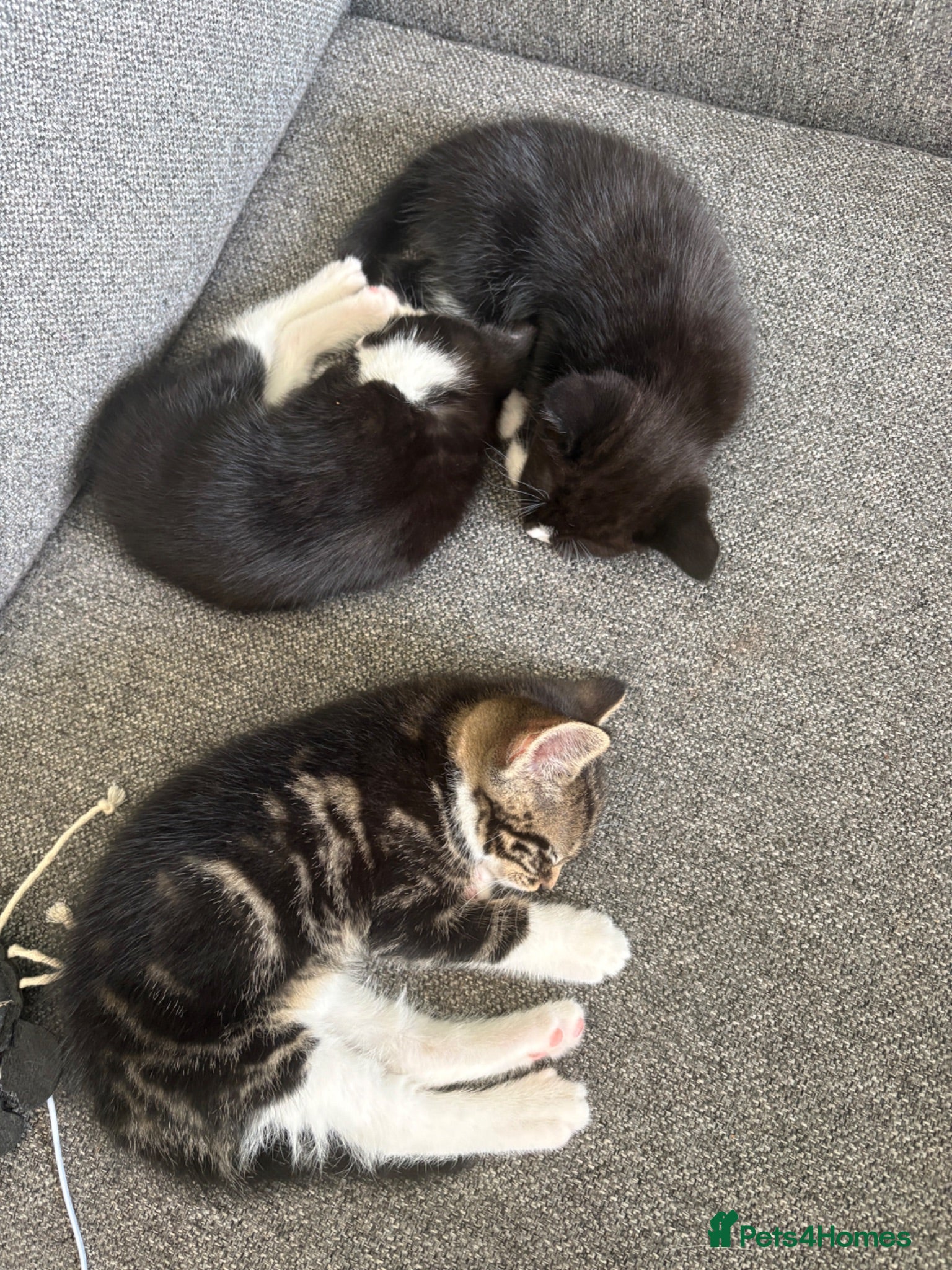 Mixed Breed cats Cute babies  - Advert 9