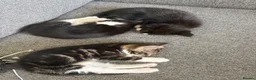 Mixed Breed cats for sale: Cute babies  - Advert 1