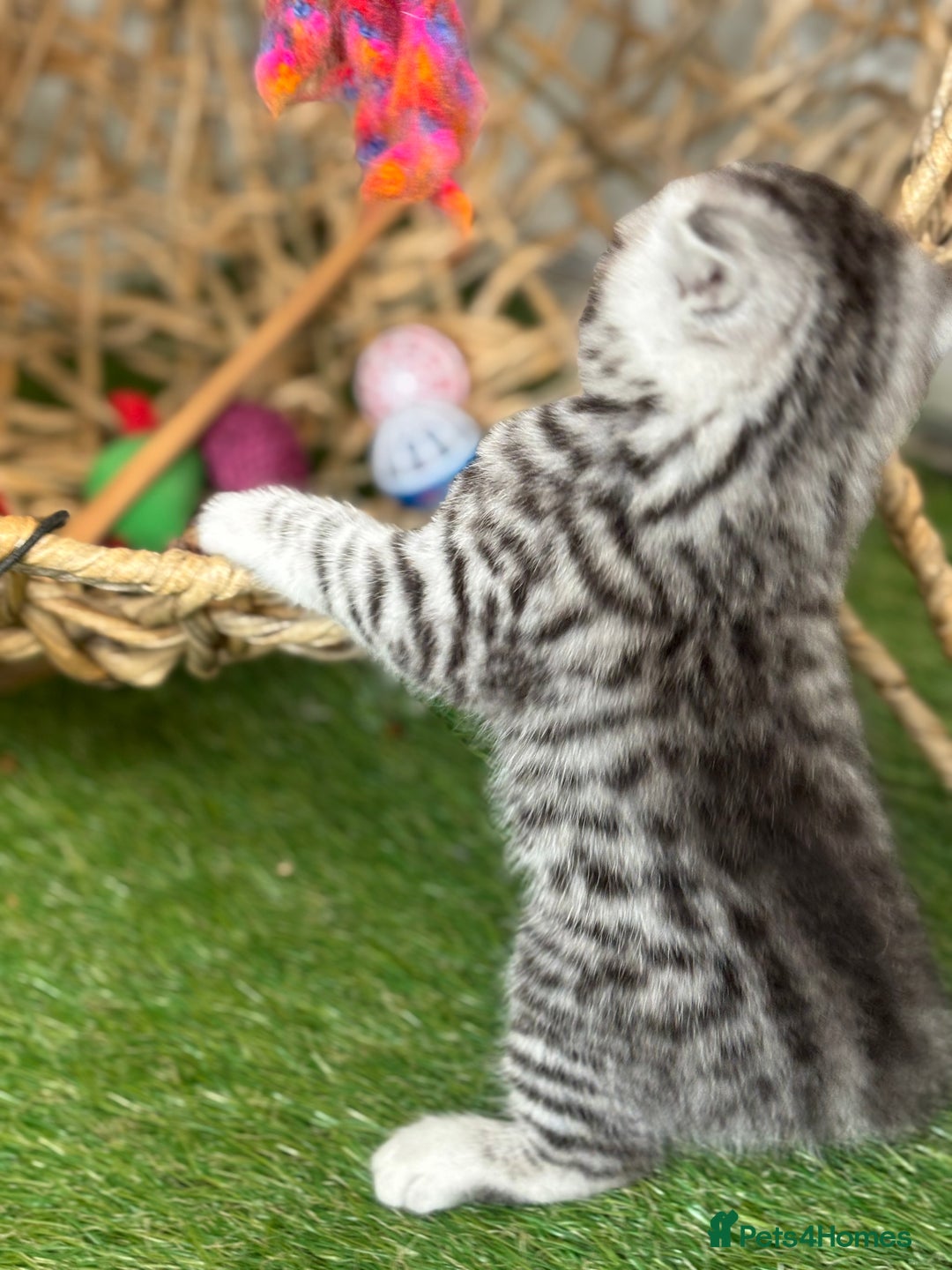 British Shorthair cats for sale: Black silver spotted British shorthair - Image 6
