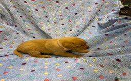 Labrador Retriever dogs for sale: Stunning Litter from working parents KC reg - Image 18