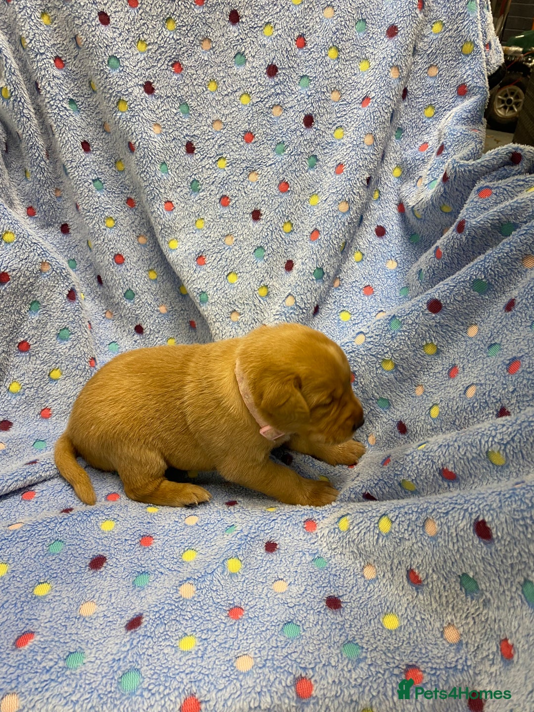 Labrador Retriever dogs for sale: Stunning Litter from working parents KC reg - Image 18