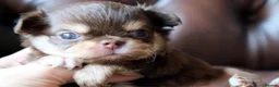 Chihuahua dogs for stud: Thailand imported chihuahua boy stud only in Doncaster - Advert 14