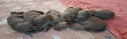 Weimaraner dogs for stud: LongHair Weim.kC Reg & DNA tested.Proven.N/E Scotl - Advert 4