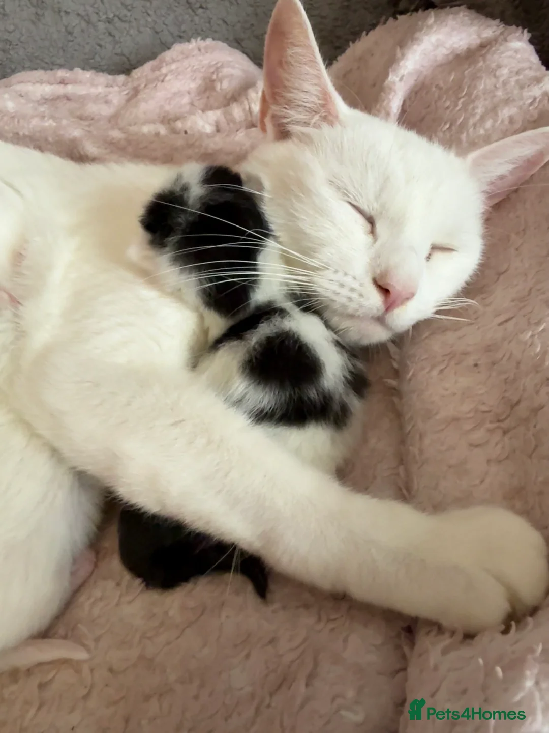 Mixed Breed cats for sale: 5 kittens ready to leave  - Advert 2