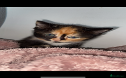 Mixed Breed cats for sale: Gorgeous Bengal tabby/Rusian blu cross mix Kittens - Image 6
