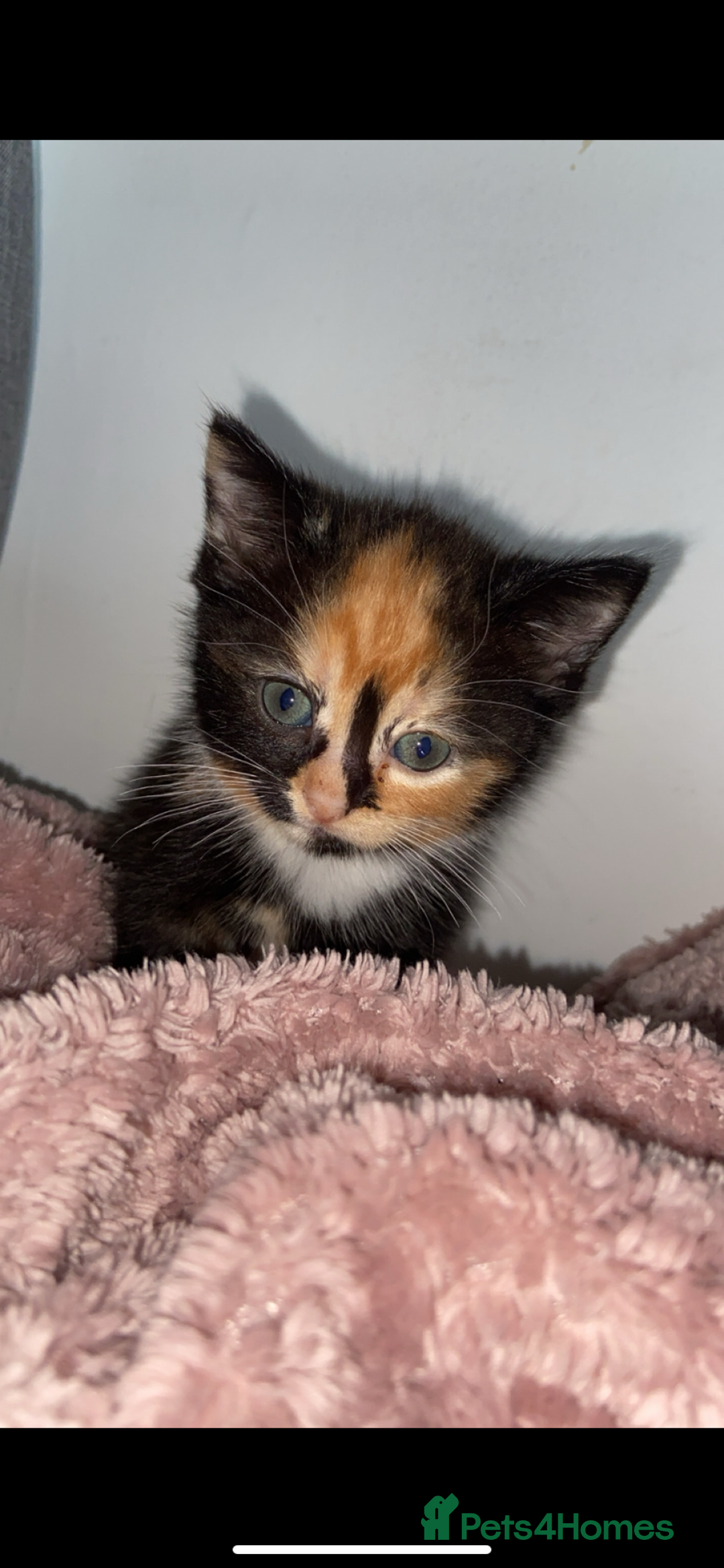 Mixed Breed cats for sale: Gorgeous Bengal tabby/Rusian blu cross mix Kittens - Image 6