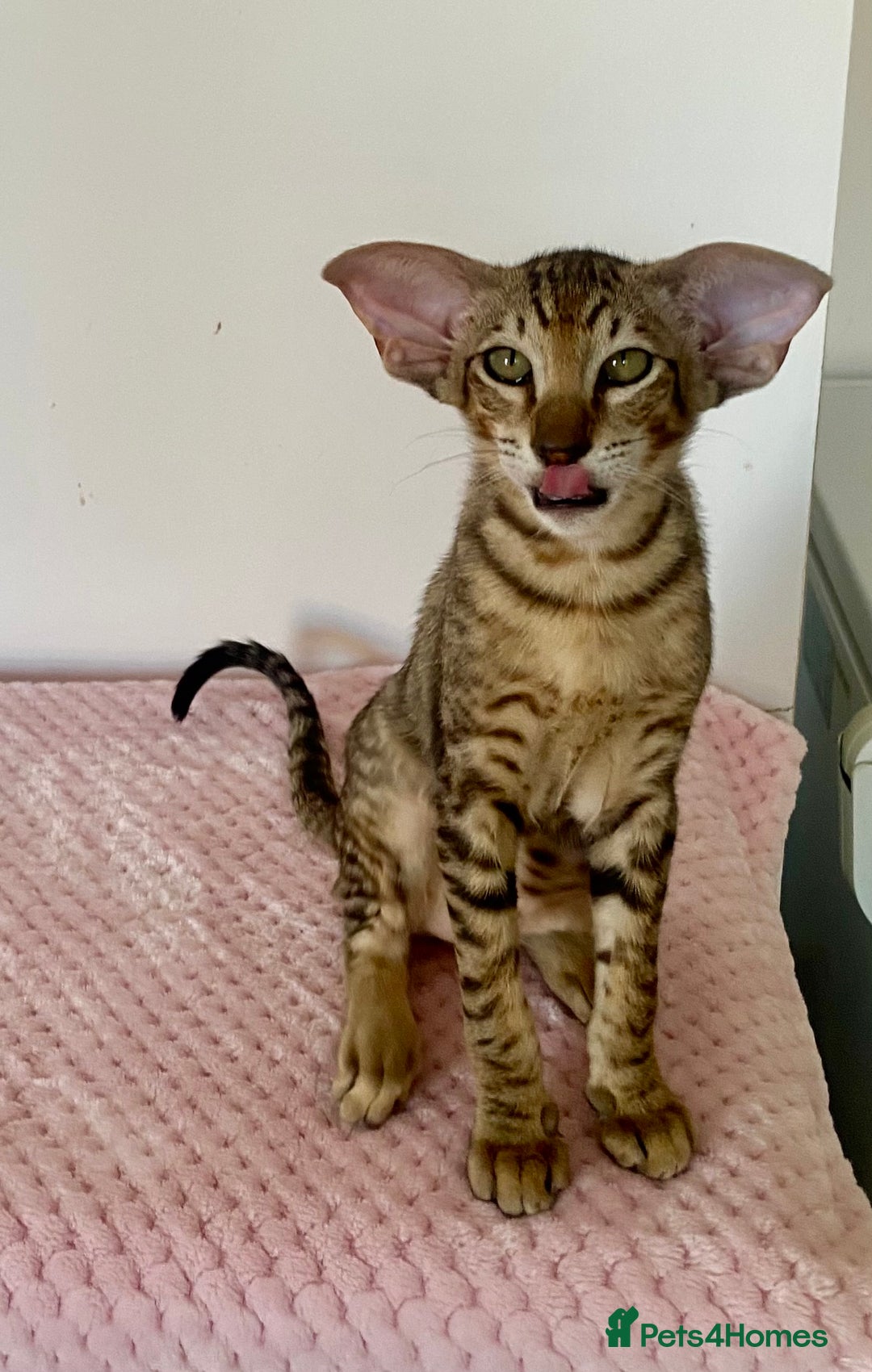 Oriental cats for sale: Black tabby male - Advert 1